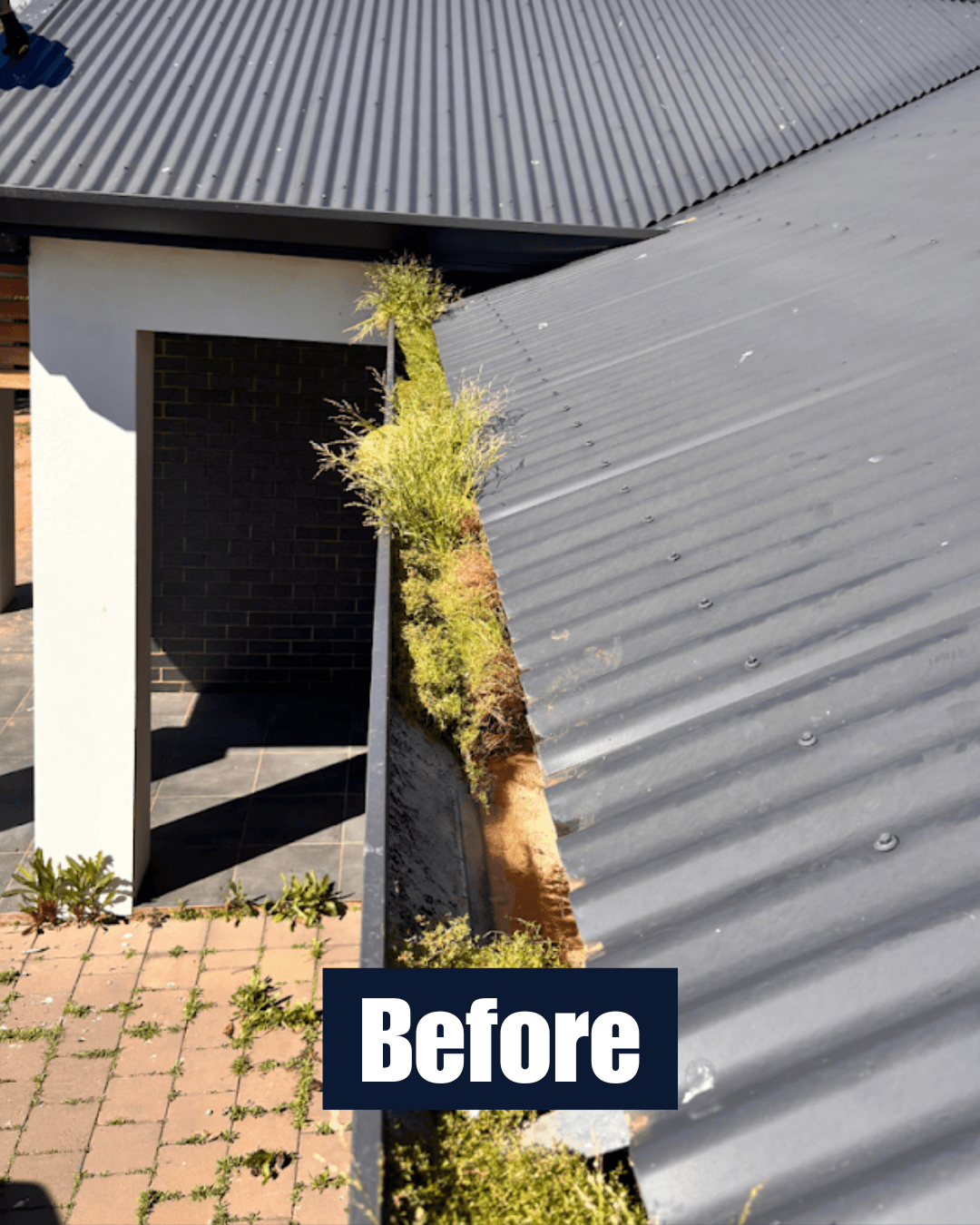 Blocked gutter before cleaning with heavy plant growth